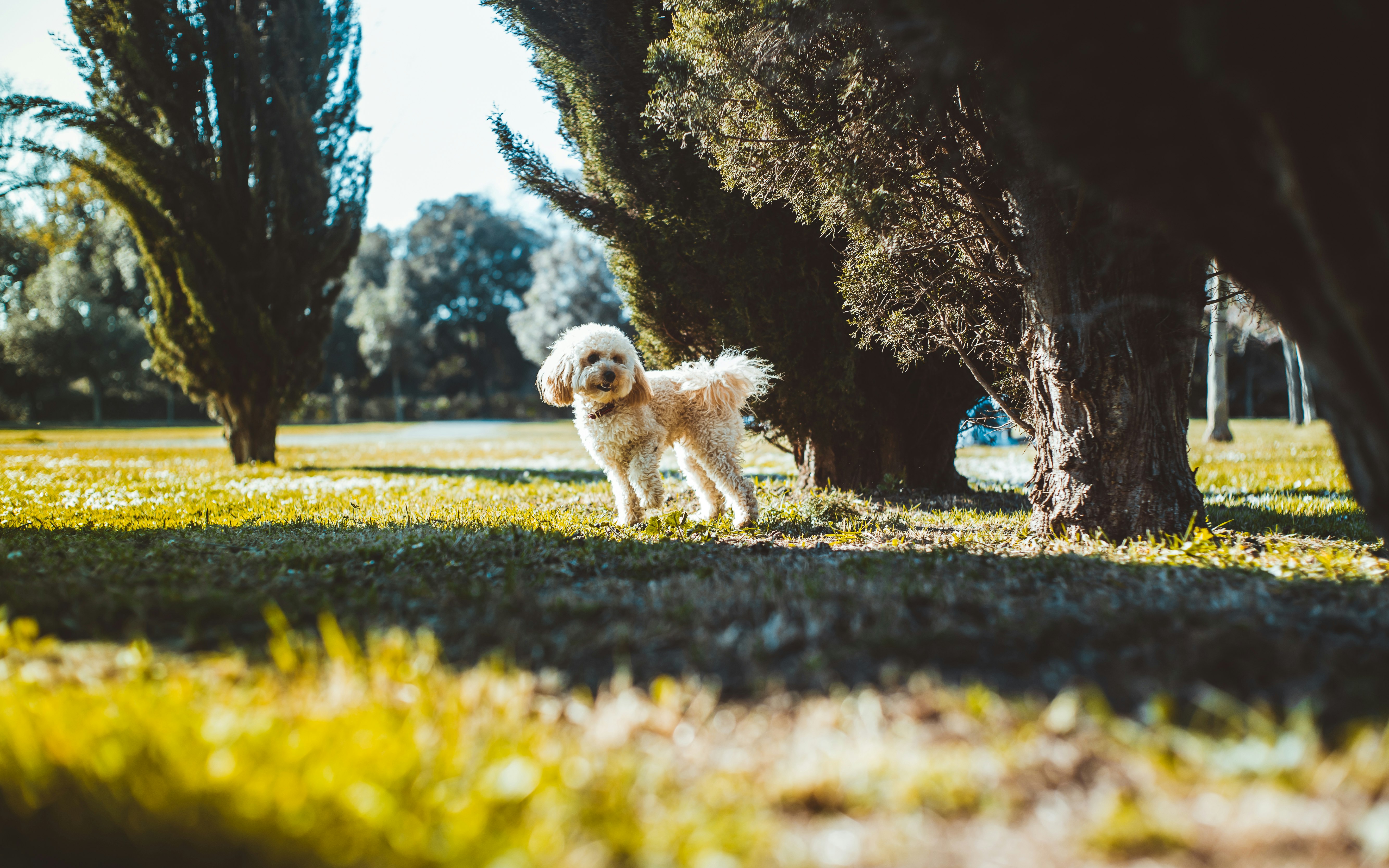 brown dog near tree during daytim